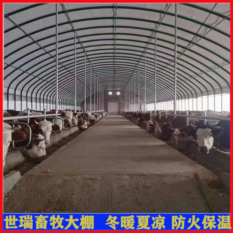 肉牛养殖大棚施工牛舍大棚建造养牛大棚搭建厂家