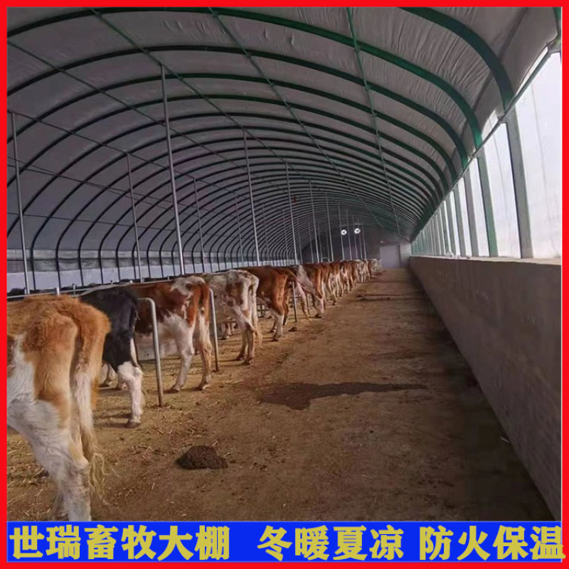 肉牛养殖大棚施工牛舍大棚建造养牛大棚搭建厂家