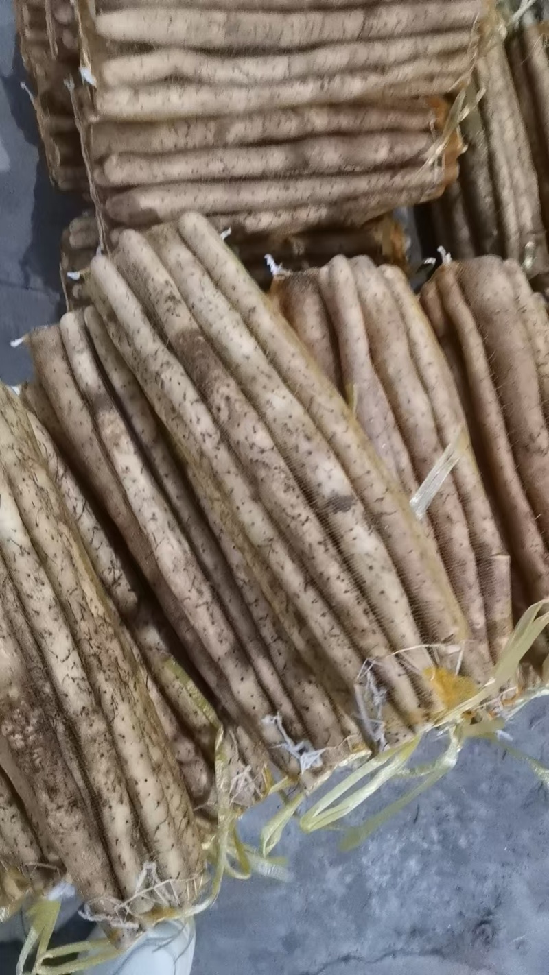 河北山药小白嘴白山药网兜货带土和水洗都有欢迎联系
