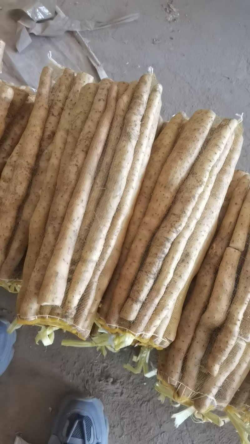 河北山药小白嘴白山药网兜货带土和水洗都有欢迎联系