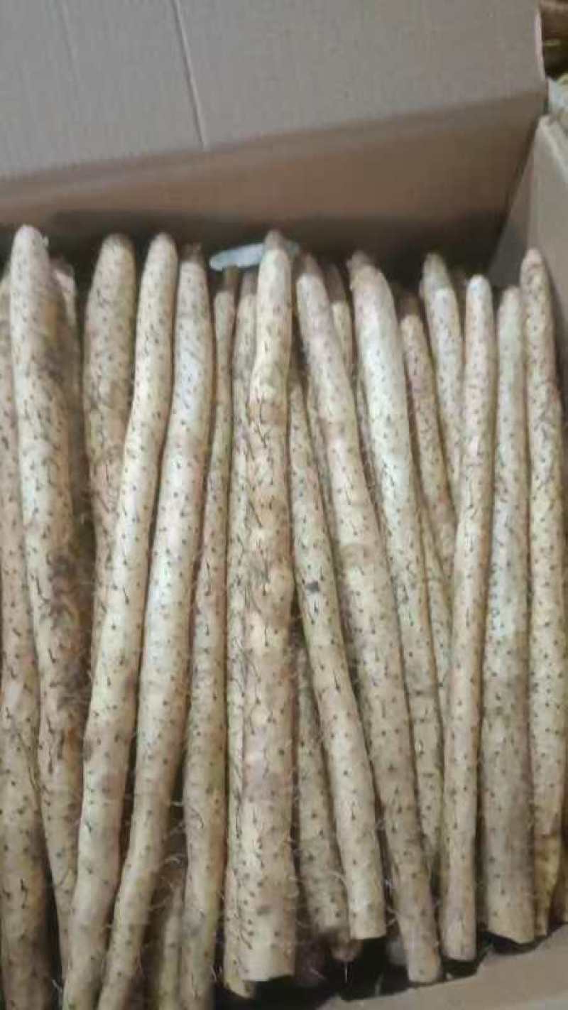 河北山药小白嘴白山药40以上的好散货，有粗度，条形好