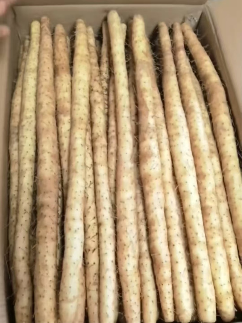 河北山药小白嘴白山药40以上的好散货，有粗度，条形好