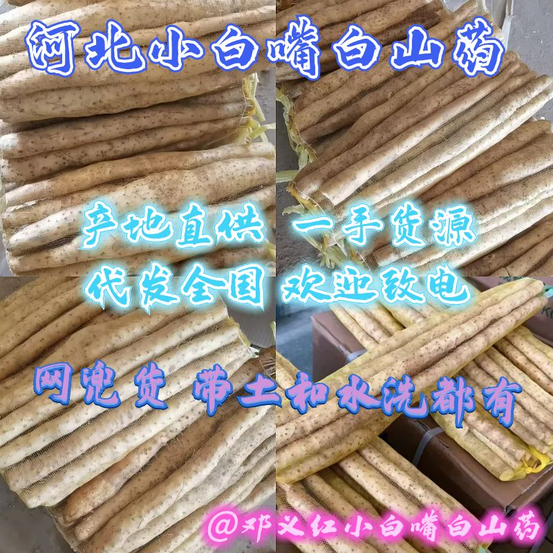 河北山药小白嘴白山药网兜货带土和水洗都有欢迎联系