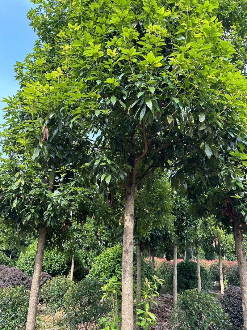 正宗金丝楠木8-40公分规格齐全源头基地