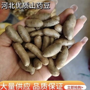 【推荐】小白嘴山药豆手捡大豆可视频看货产地直发