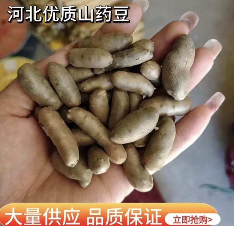 【推荐】小白嘴山药豆手捡大豆可视频看货产地直发