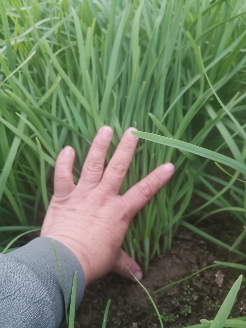韭菜上市中基地直发量大价优