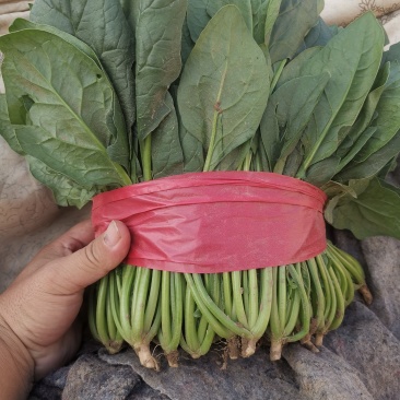 菠菜量大价优大叶菠菜欢迎选购基地直发