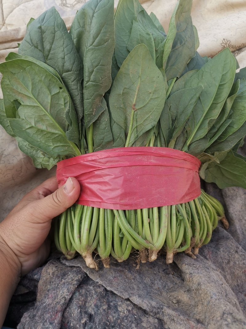 菠菜量大价优大叶菠菜欢迎选购基地直发