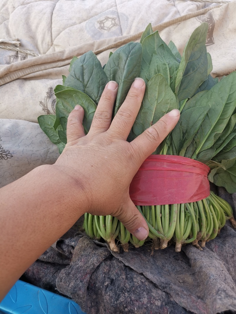 菠菜量大价优大叶菠菜欢迎选购基地直发