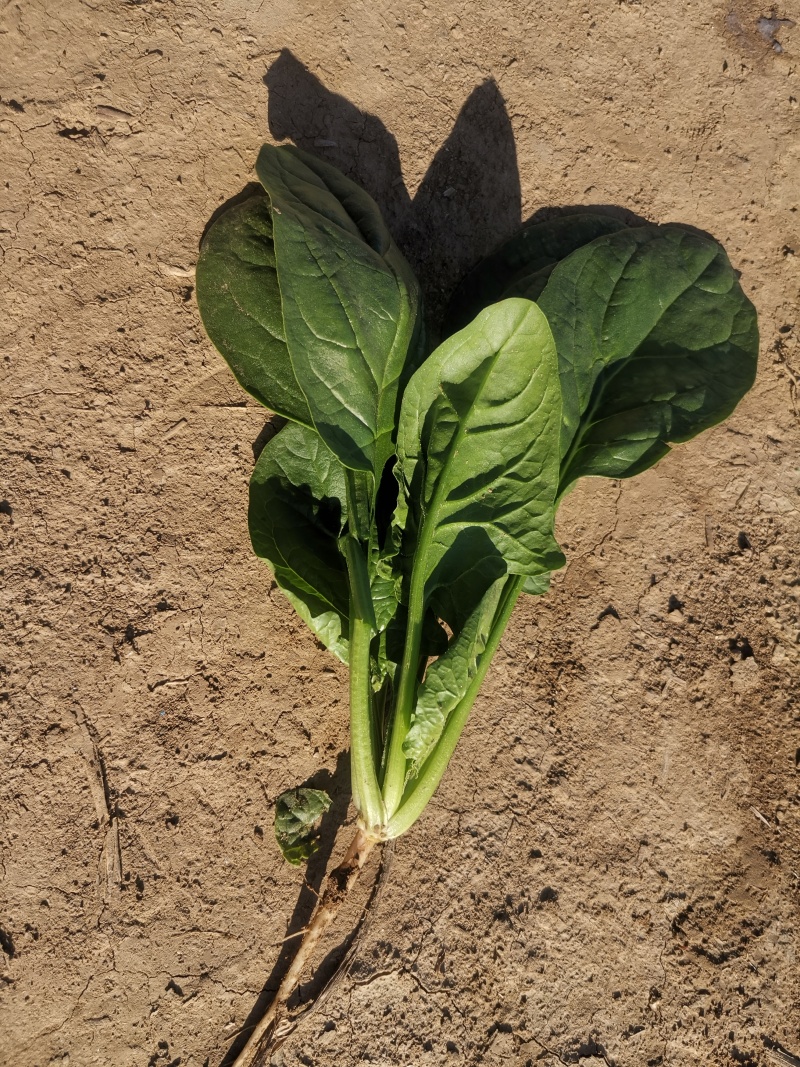 菠菜量大价优大叶菠菜欢迎选购基地直发
