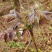 香椿种植基地直发，预计11月下旬开始采收，接受预订