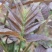 香椿芽，精品香椿芽，货源充足量大从优，欢迎老板电话联系