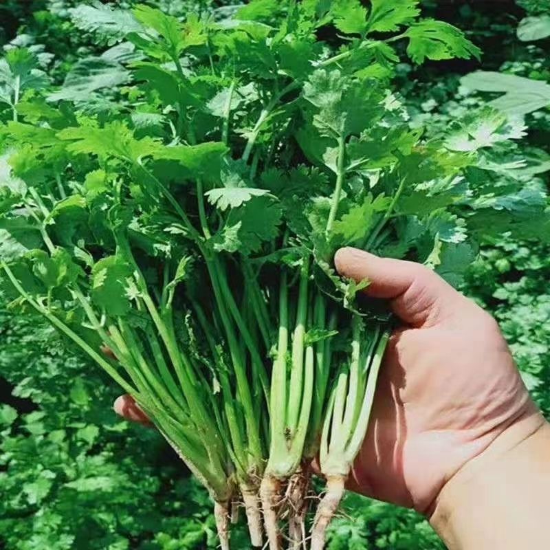江苏香菜大叶香菜千亩基地地头直发欢迎电话咨询