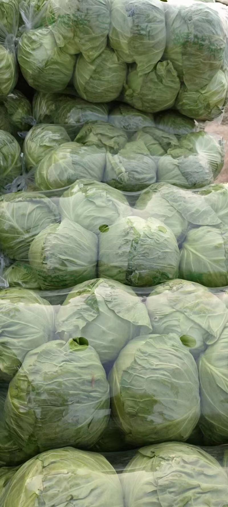 江苏甘蓝种植基地千亩基地优品甘蓝地头发货欢迎咨询