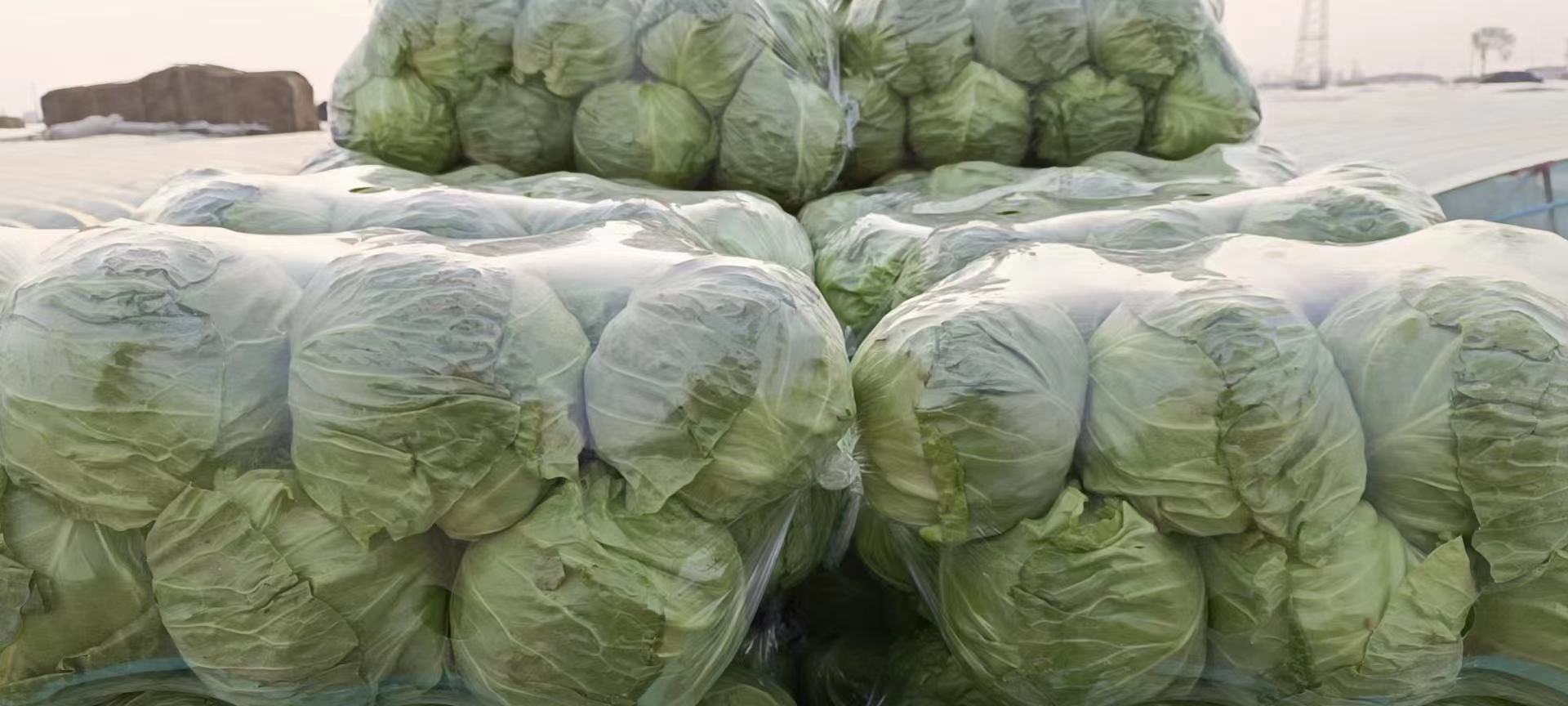 超市冷藏蔬果区的货架上摆放着透明塑料盒装的有机认证羽衣甘蓝,标签清晰标注‘有机’‘产地山东’‘净重200g’‘保质期7天’等信息,周围有其他绿叶菜陈列,体现安全可追溯的农产品消费场景 超市货架上的有机羽衣甘蓝包装产品