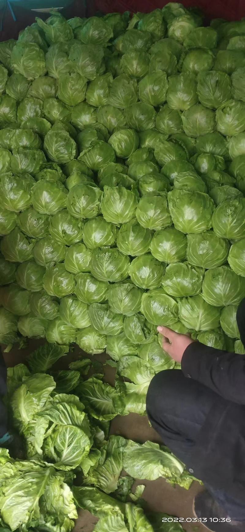 江苏甘蓝种植基地千亩基地优品甘蓝地头发货欢迎咨询
