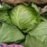 江苏甘蓝种植基地千亩基地优品甘蓝地头发货欢迎咨询