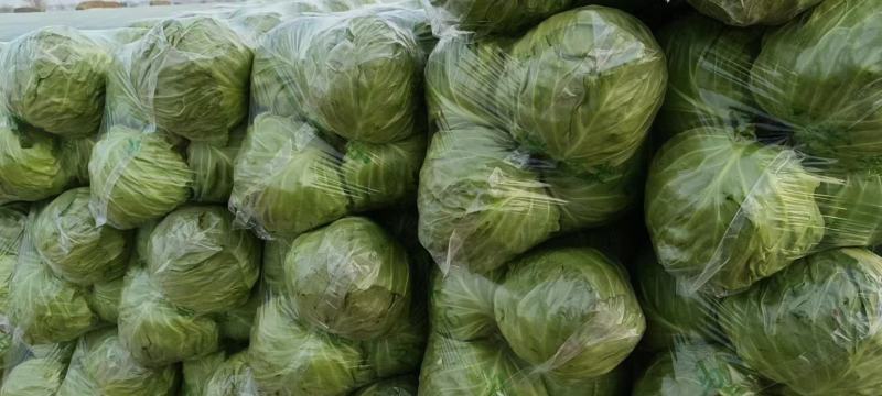江苏甘蓝种植基地千亩基地优品甘蓝地头发货欢迎咨询