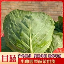 江苏甘蓝种植基地千亩基地优品甘蓝地头发货欢迎咨询