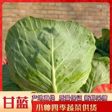 江苏甘蓝种植基地千亩基地优品甘蓝地头发货欢迎咨询