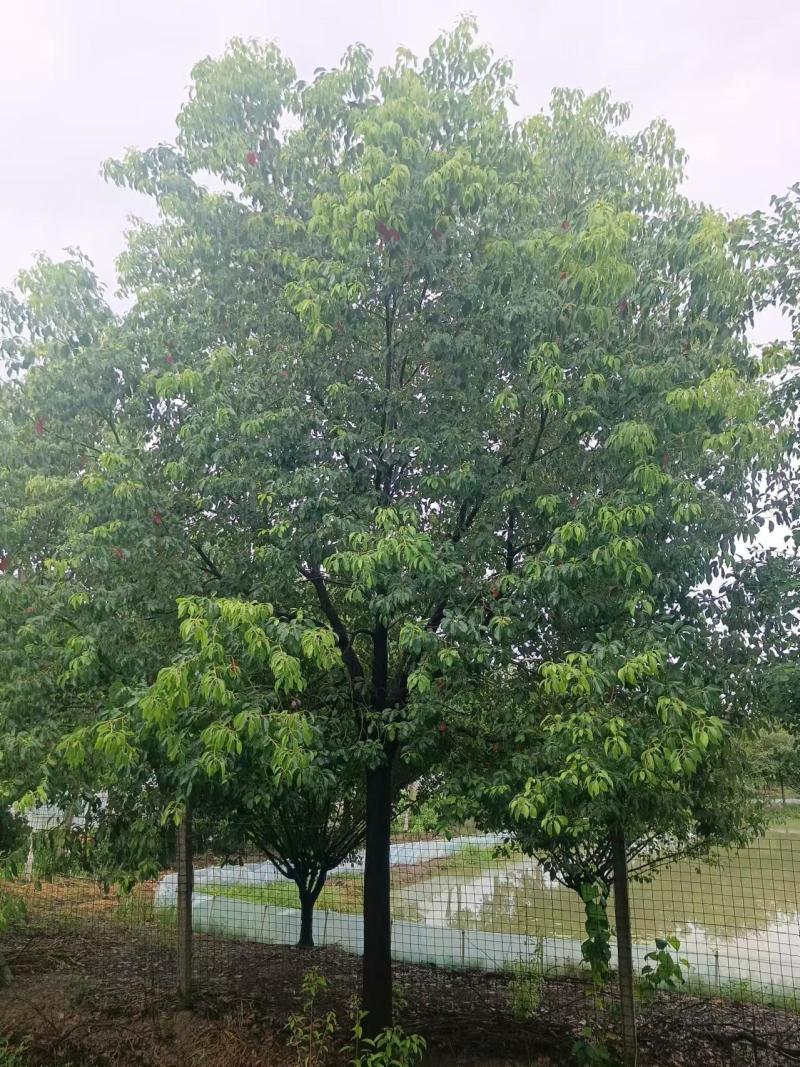香樟多年生苗木产地直发一手货源价格美丽欢迎致电