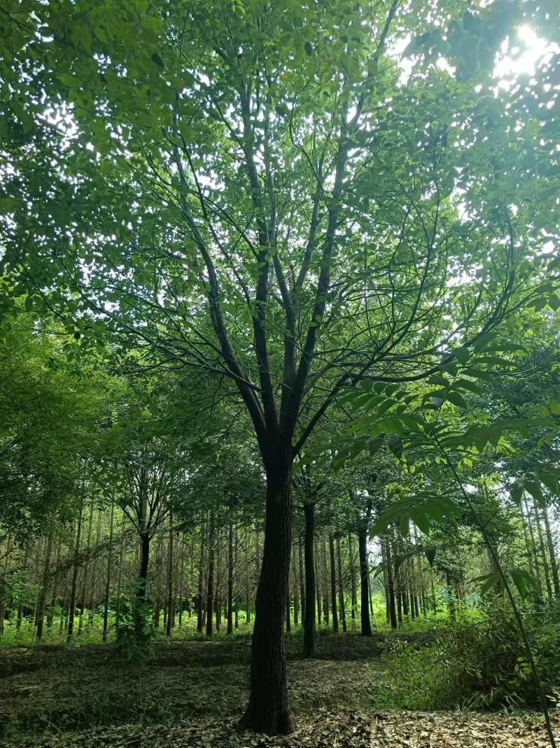 香樟多年生苗木产地直发一手货源价格美丽欢迎致电
