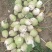 芥菜疙瘩芥菜头产地直发品质保障量大优惠按需包装