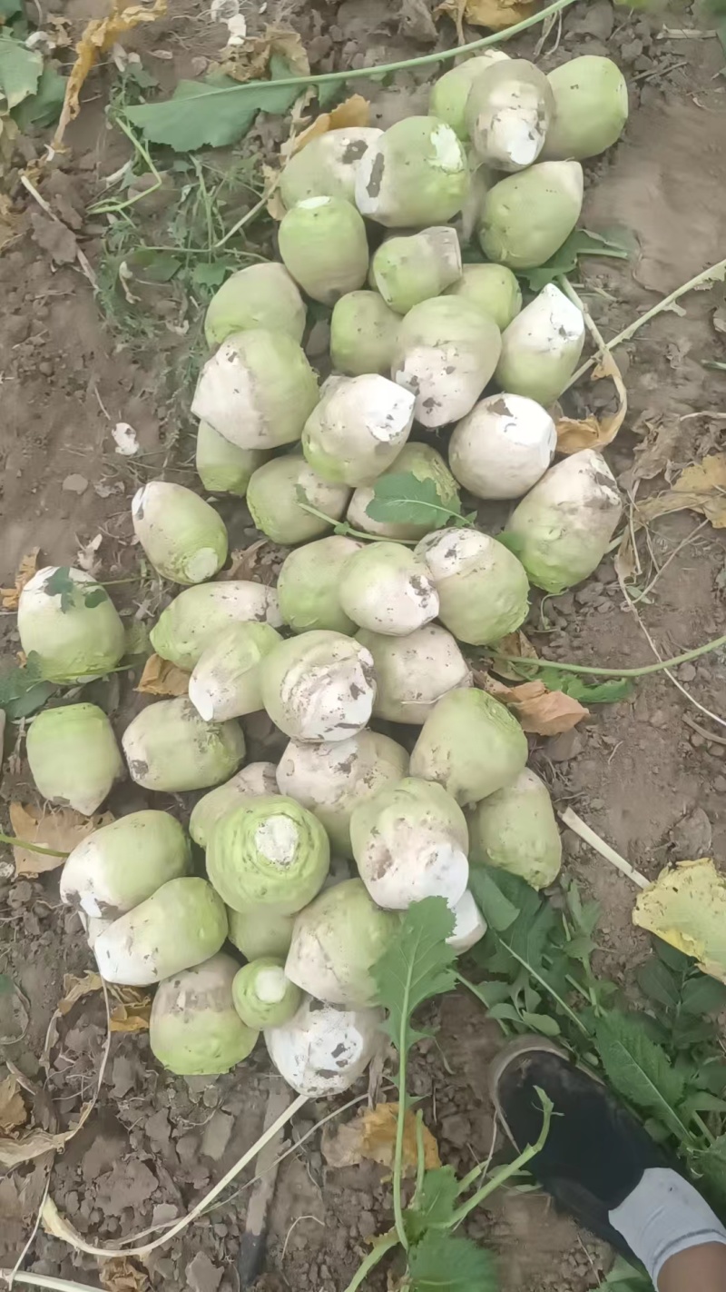 芥菜疙瘩芥菜头产地直发品质保障量大优惠按需包装