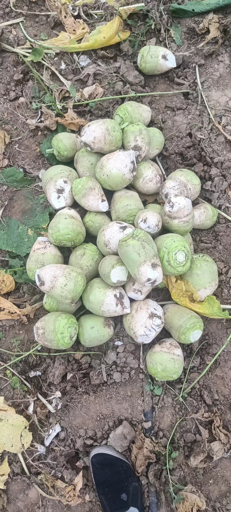 芥菜头芥菜疙瘩产地直发无黑心无虫对接全国咸菜厂等