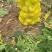 芥菜头芥菜疙瘩产地直发无黑心无虫对接全国咸菜厂等