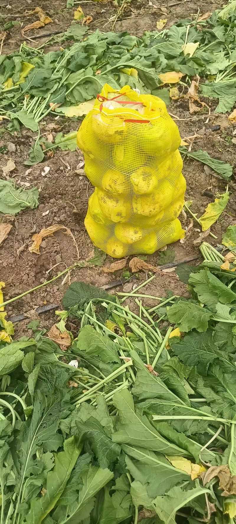 芥菜头芥菜疙瘩产地直发无黑心无虫对接全国咸菜厂等