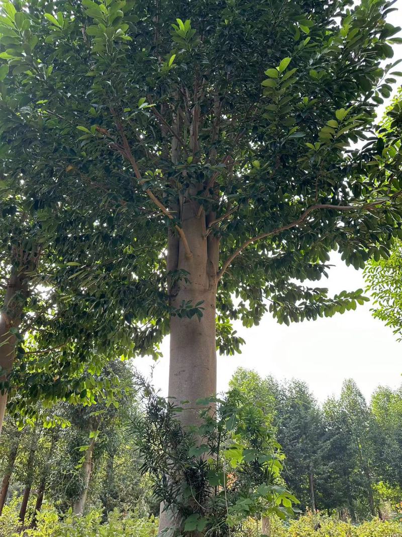乐昌含笑12公15公分18公分25公规格齐全源头基地