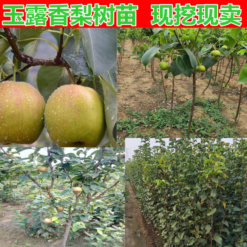 玉露香梨树苗山西玉露香梨苗梨树苗种植修剪