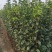 玉露香梨树苗山西玉露香梨苗梨树苗种植修剪