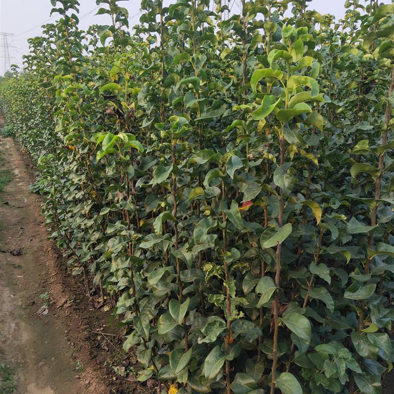 玉露香梨树苗山西玉露香梨苗梨树苗种植修剪