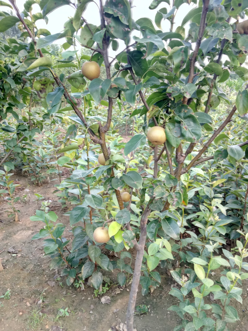 玉露香梨树苗山西玉露香梨苗梨树苗种植修剪