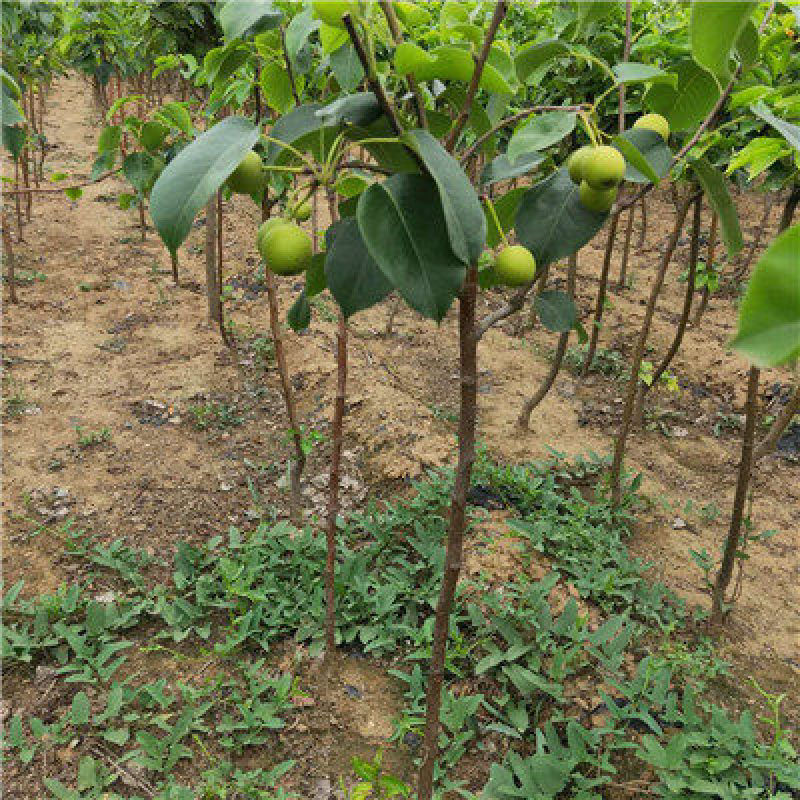玉露香梨树苗山西玉露香梨苗梨树苗种植修剪