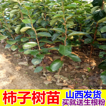 柿子苗柿子树苗山西柿子苗胎里红柿子树苗