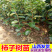 柿子苗柿子树苗山西柿子苗胎里红柿子树苗