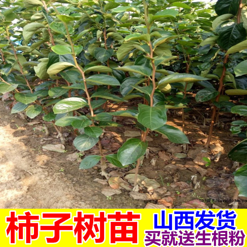 柿子苗柿子树苗山西柿子苗胎里红柿子树苗