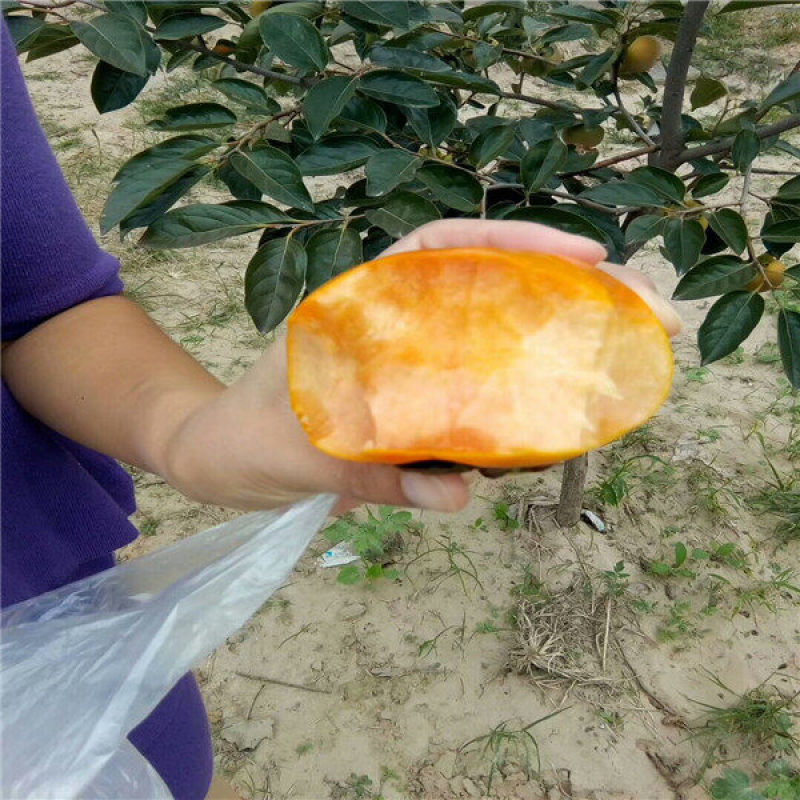 柿子苗柿子树苗山西柿子苗胎里红柿子树苗