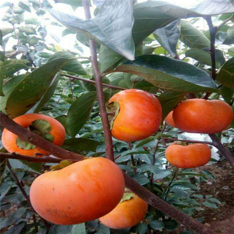 柿子苗柿子树苗山西柿子苗胎里红柿子树苗