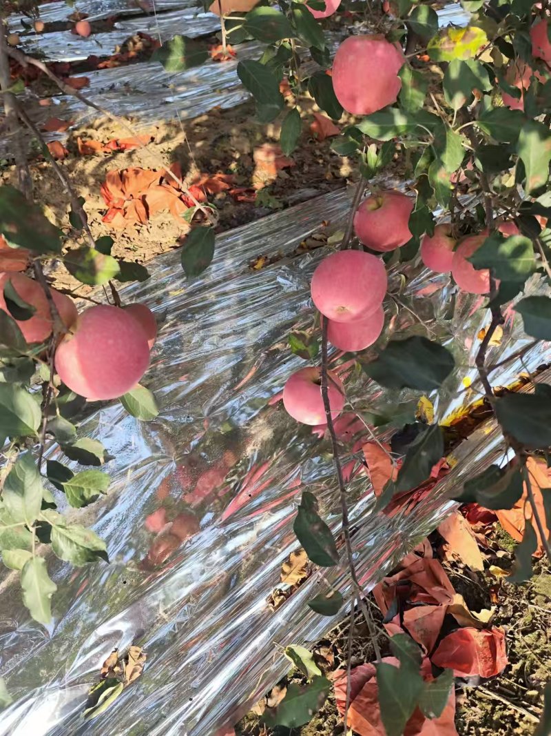 【今日推荐】红富士苹果产地直发可视频看货对接全国