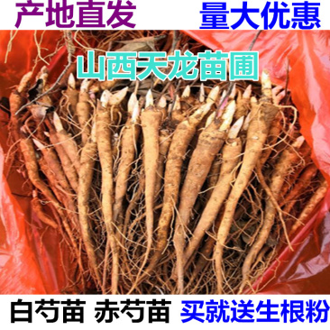山西白芍苗白芍树苗赤芍苗芍药苗山西芍药苗
