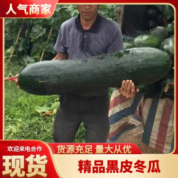 安徽冬瓜,黑皮冬瓜,条型好,皮毛亮,基地直发,大量上市。