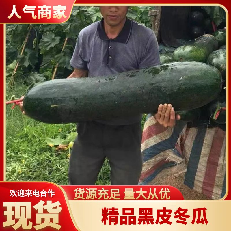 安徽冬瓜，黑皮冬瓜，条型好，皮毛亮，基地直发，大量上市。