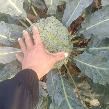 精品西蓝花自家种植基地大量上市现摘现发欢迎咨询！