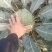 精品西蓝花自家种植基地大量上市现摘现发欢迎咨询！