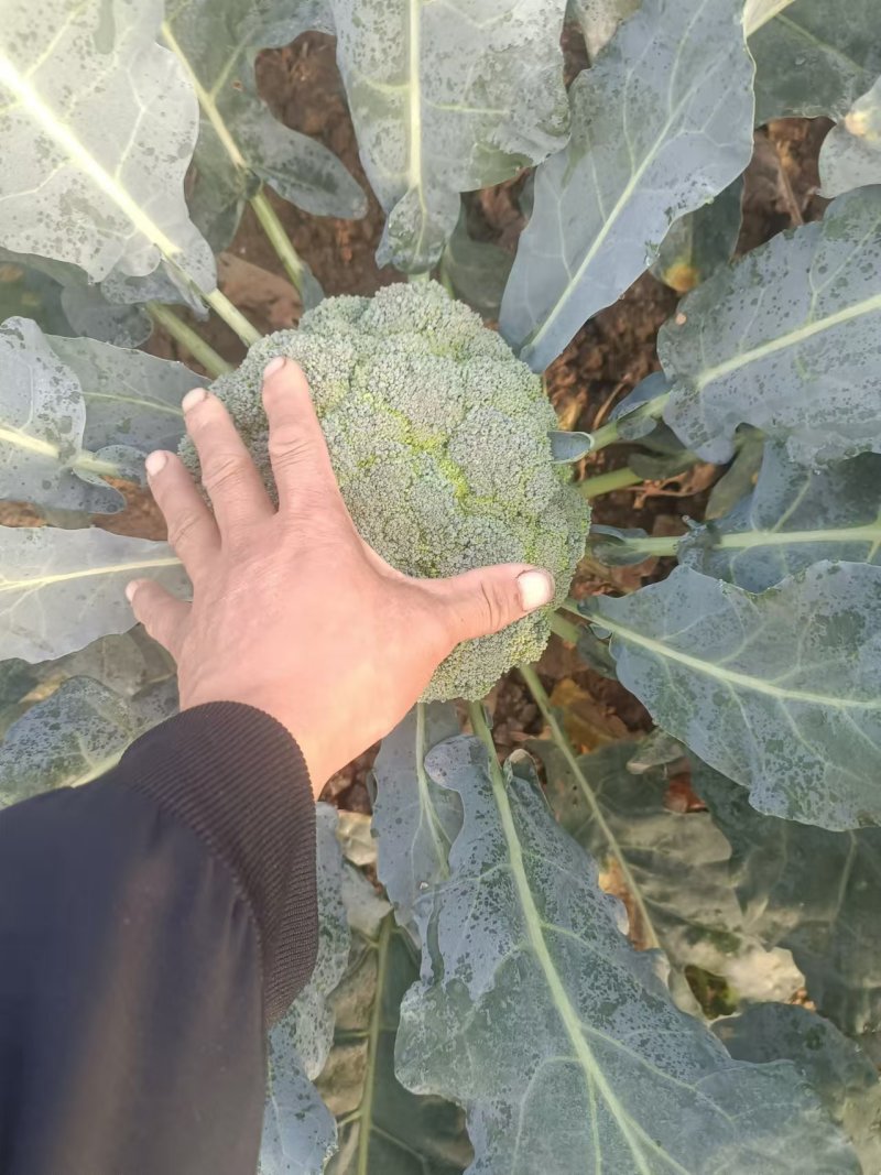 精品西蓝花自家种植基地大量上市现摘现发欢迎咨询！